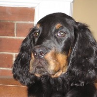 puppyface: Scotian Noble Tess