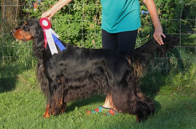 Best of Breed in Sporting Dog Specialty - "Fraser"