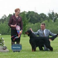 Select Dog: Ch Triseter Celtic Player SH – “Player”